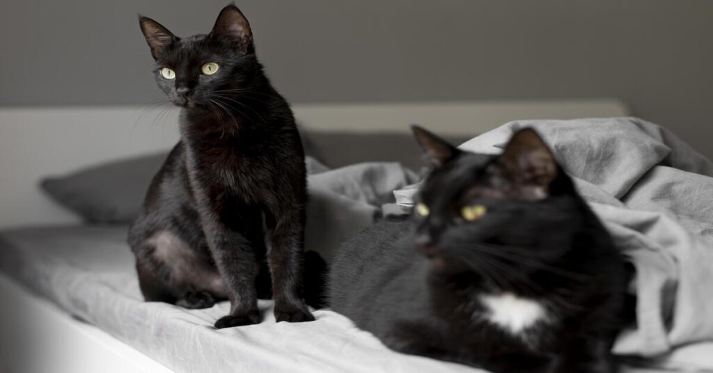 BLACK CAT VS BOMBAY CAT
