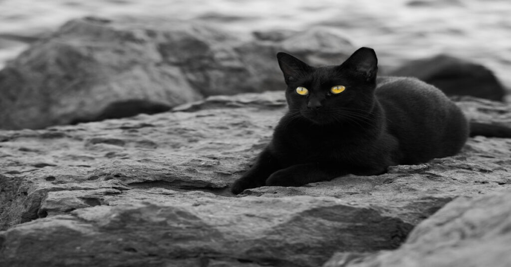 Bombay cat vs Black Cat