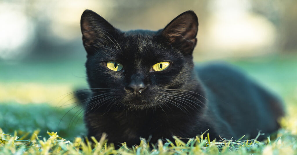 Bombay cat vs Black Cat