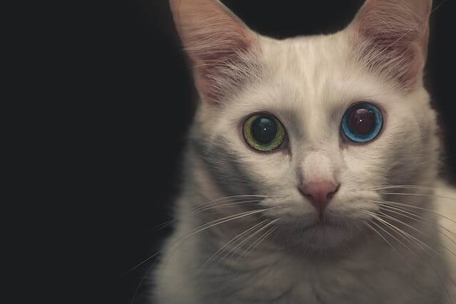 cat eye colors 