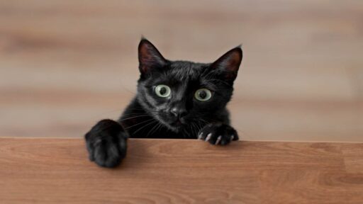 Black siamese cat