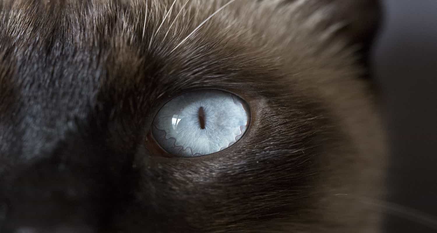 cat with biggest eyes