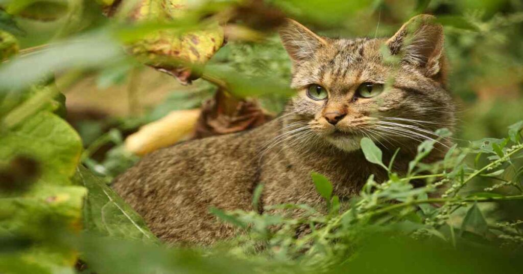 rusty spotted cat