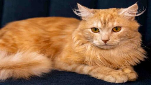 orange maine coon cat