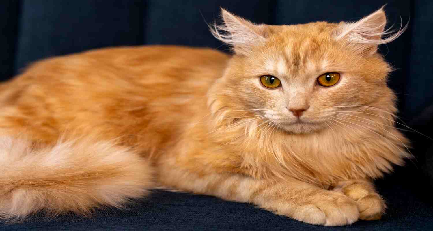 orange maine coon cat