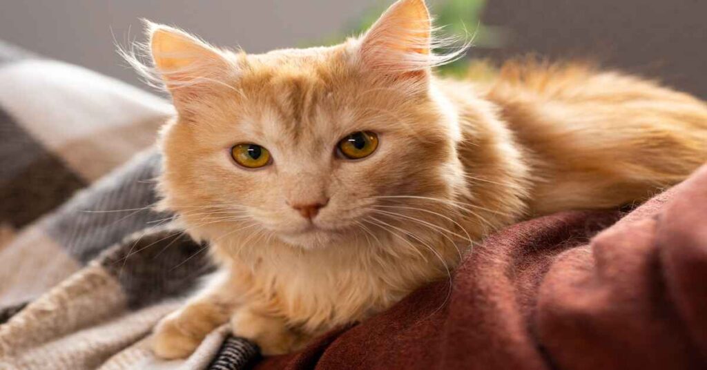 orange maine coon cat 