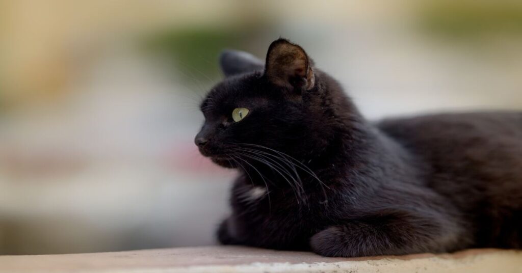 black siamese cat