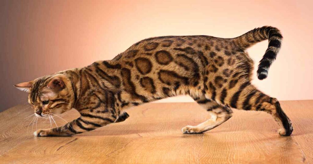 Bengal cat full-grown