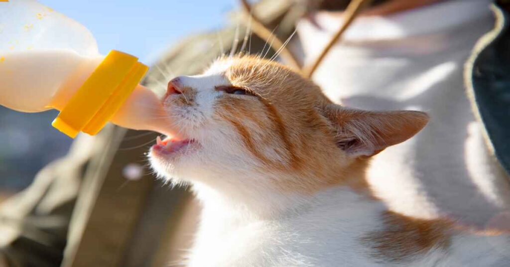 can cats have almond milk?