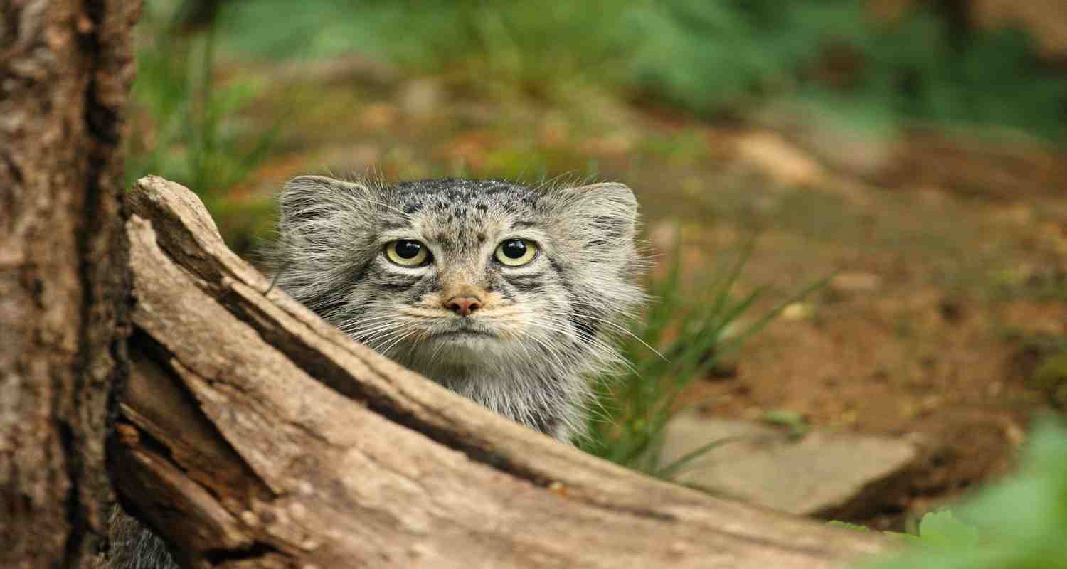pallas cat standing on the tail
