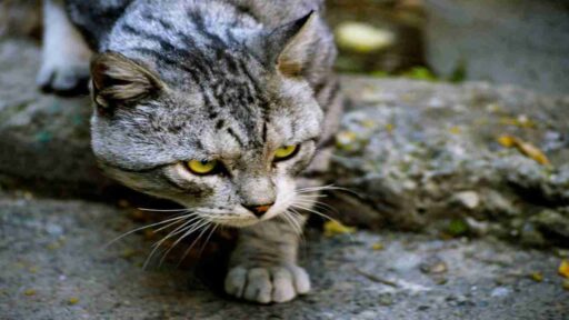 What is a feral cat?