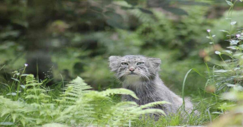 pallas cat standing on the tail 