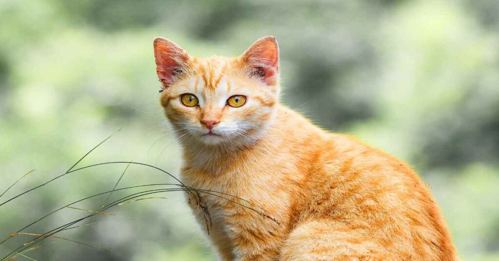 orange tabby cat
