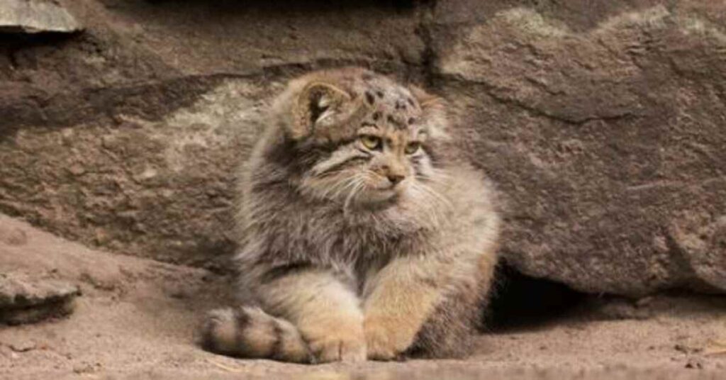 pallas cat standing on the tail 